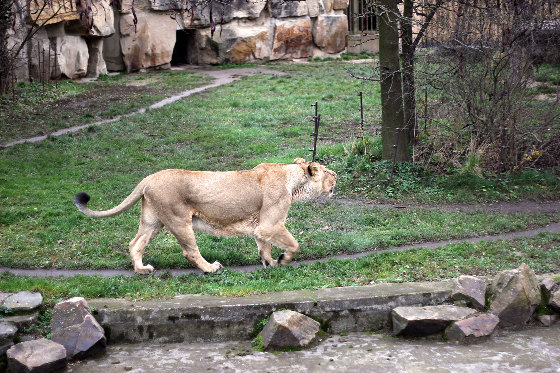 Львица в Пражском зоопарке